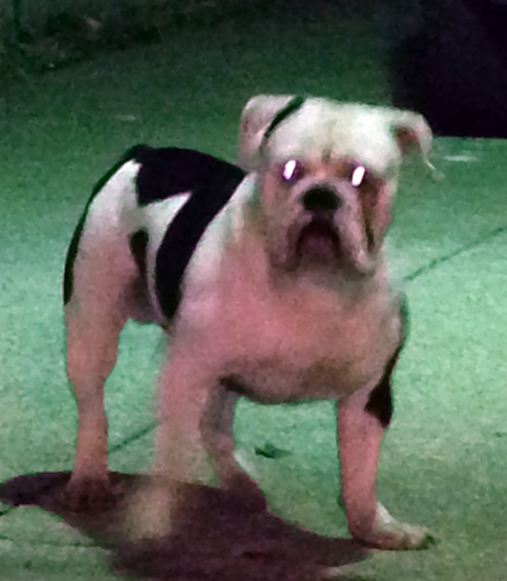216 Loyalty Bullys' Diesel