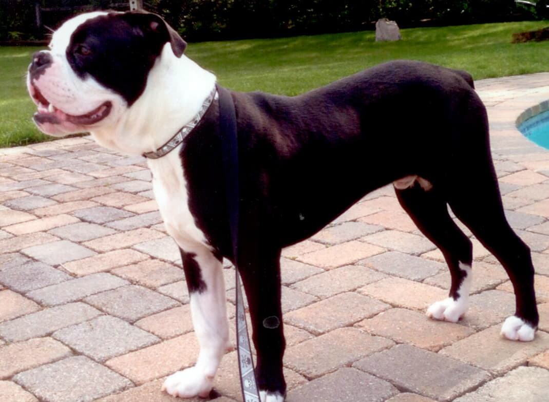 216 LB's King of Ruckus