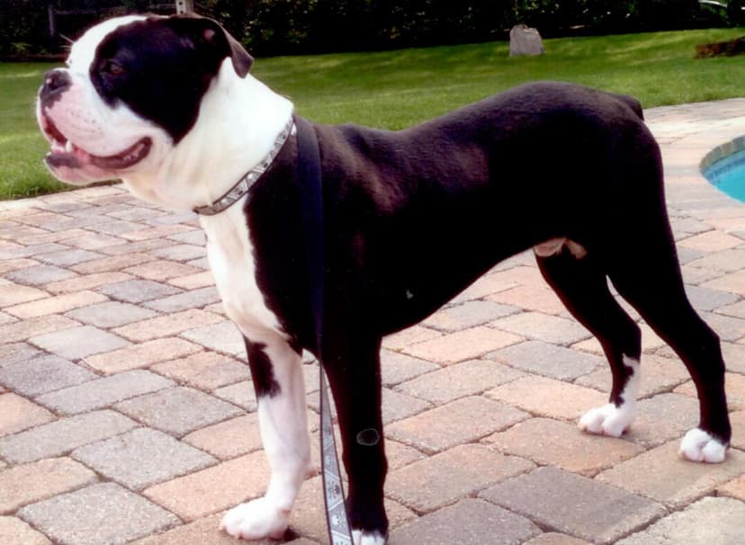 216 LB's King of Ruckus