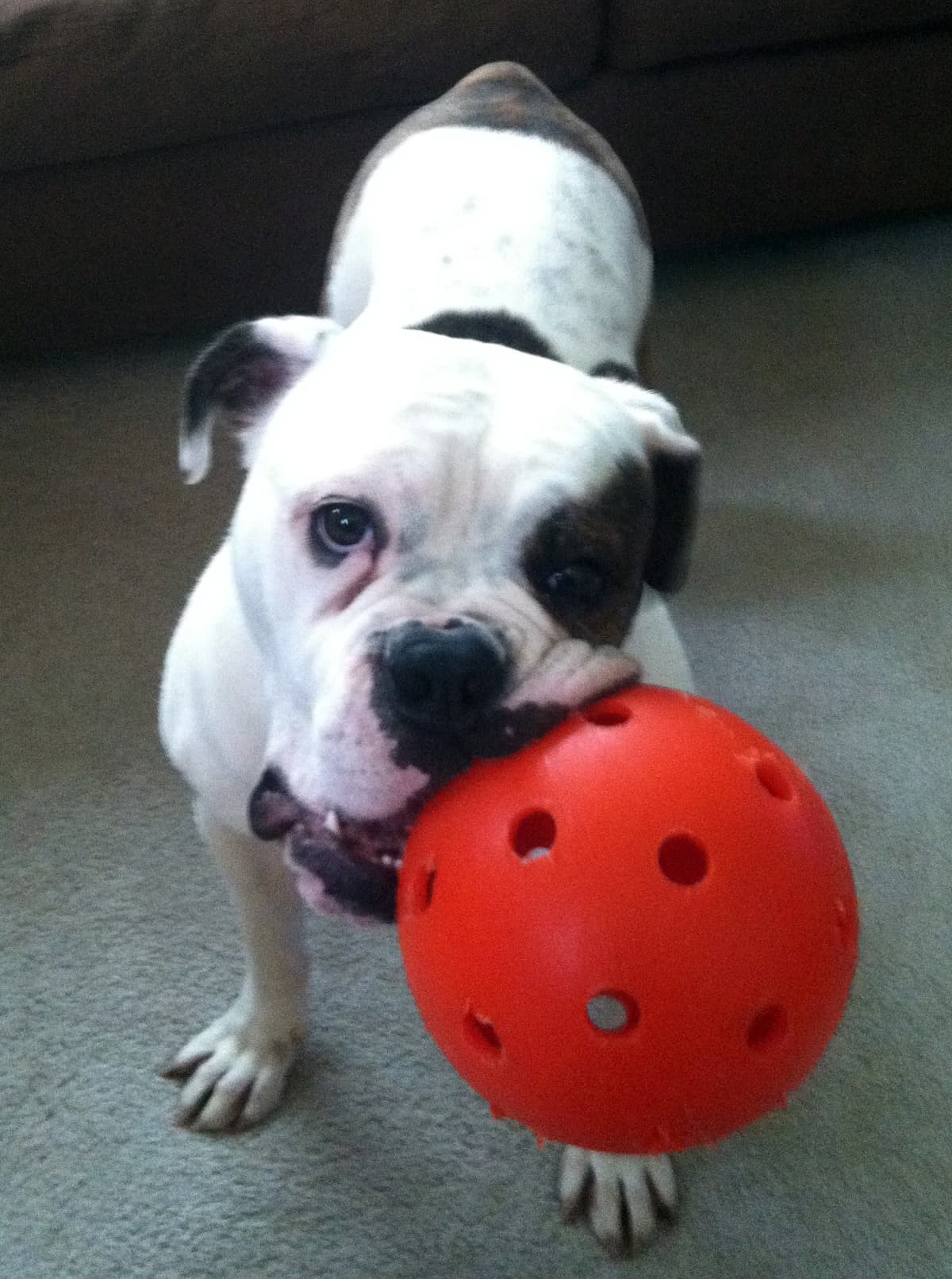 216 LB's Lady VonBarkshire Torres of the Heights