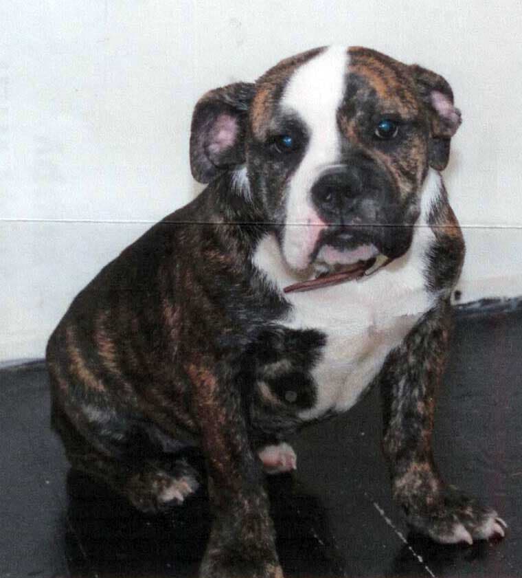 216 Loyalty Bullys' Bella