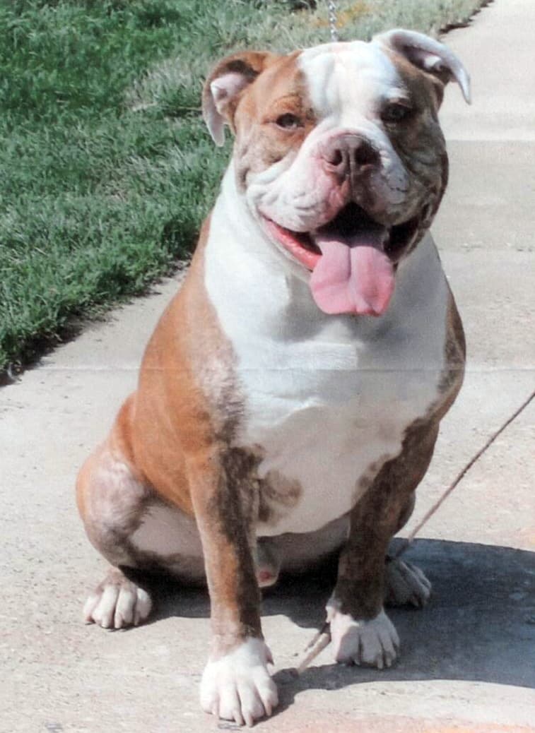 216 LB's Puppy C1