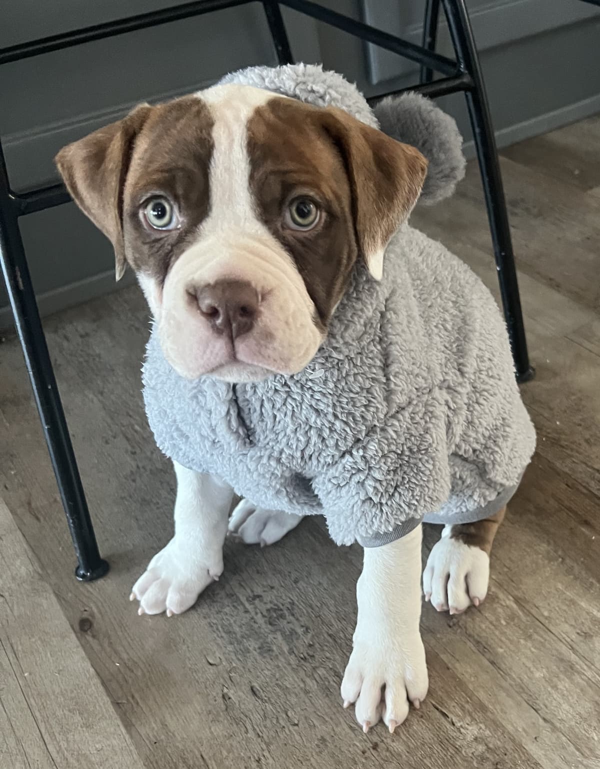 ABK Bulldogges' Demure Demi Gonzalez
