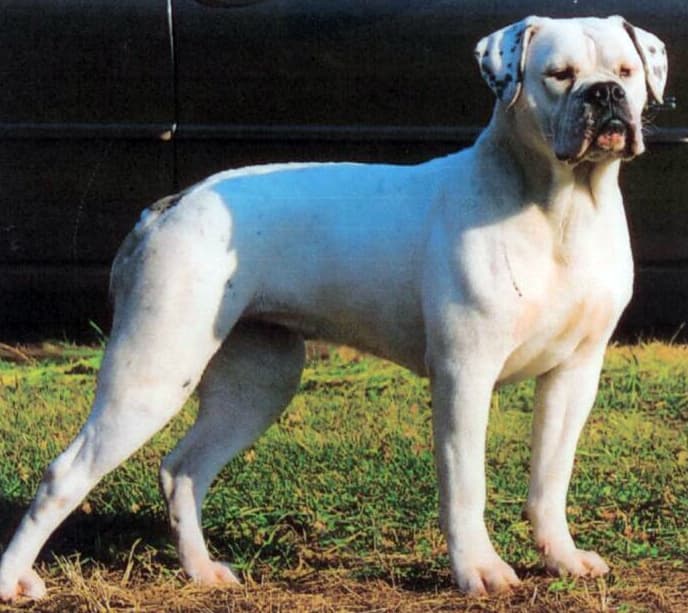 Abenaki's Bulldogge Blue Ice of Waawaasumbullies