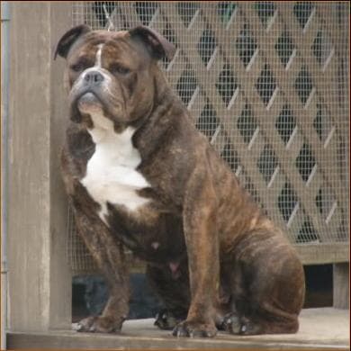 All Out's Baby Dawg