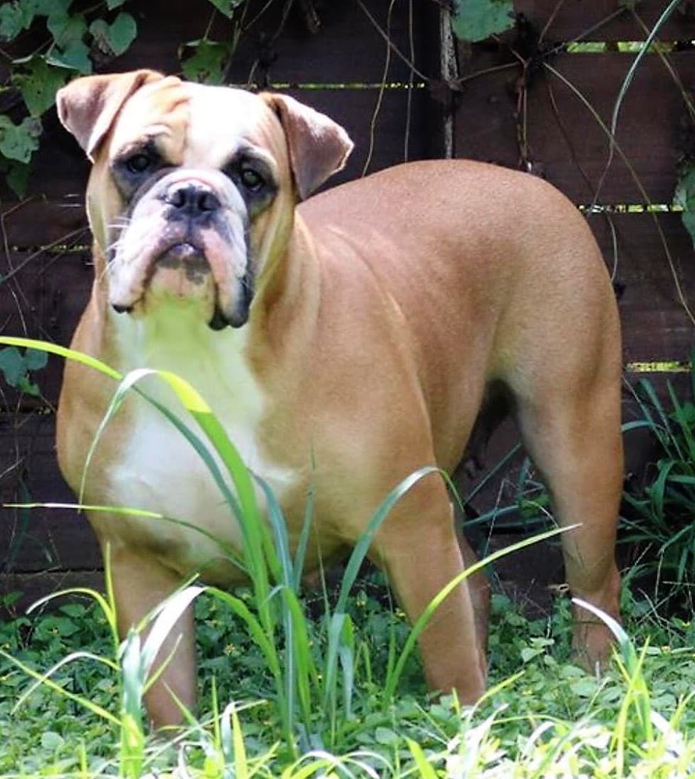 Beefy Bulldogges' Titan Goddess Phoebe