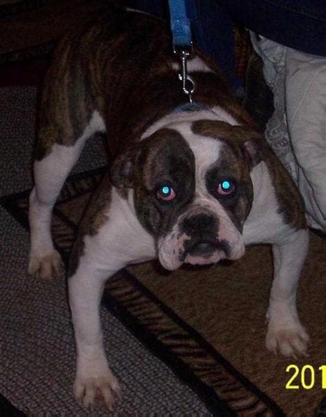Buffalo Creek's Layla 2 of XSB