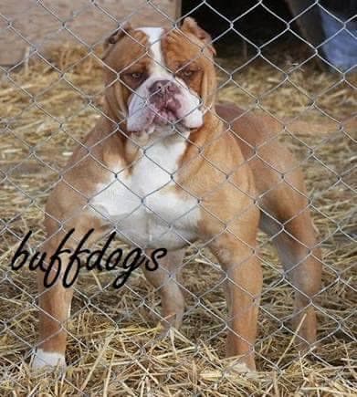Buffdog's Big Zane