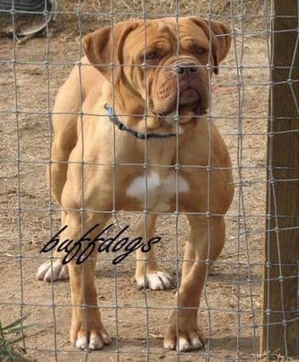 Buffdog's Electra