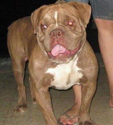 Colossal's Konnan
