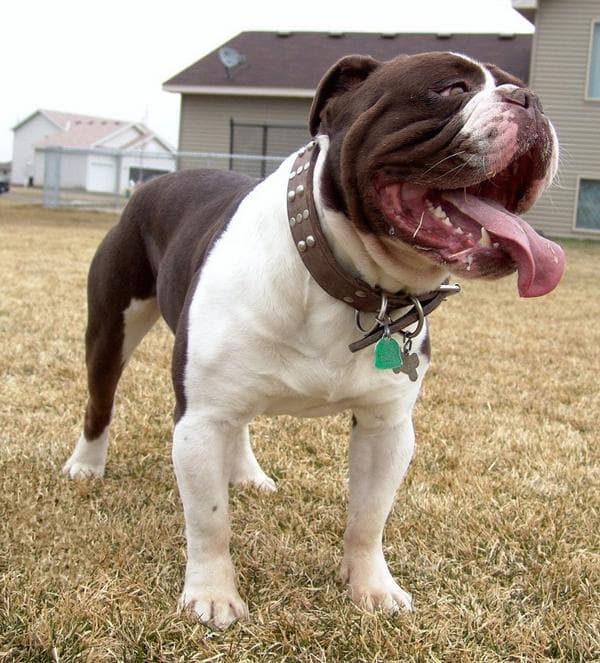 Gargoyle's Enoch