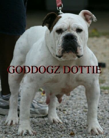 Goddogz Dottie
