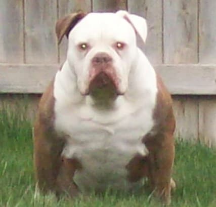 Gargoyle's Cyrus