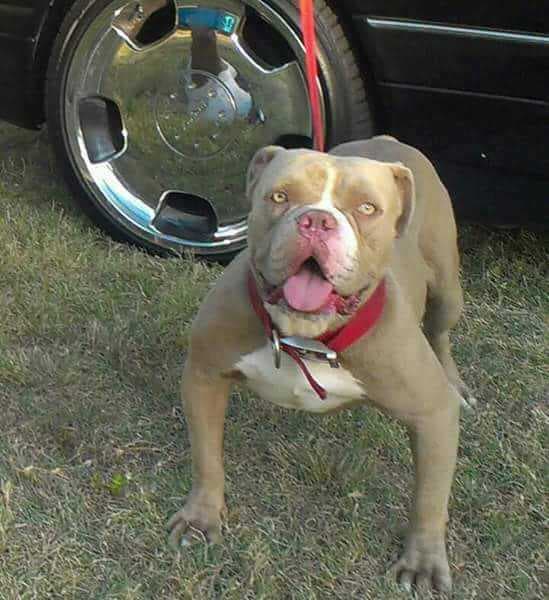 Goddogz Technique