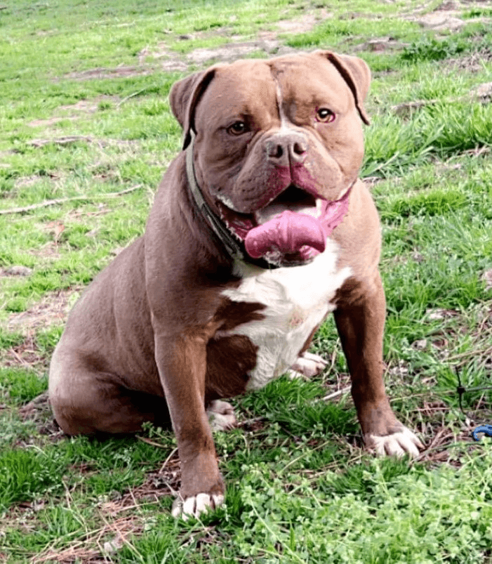 HCS Bulldogges Diesel Prater