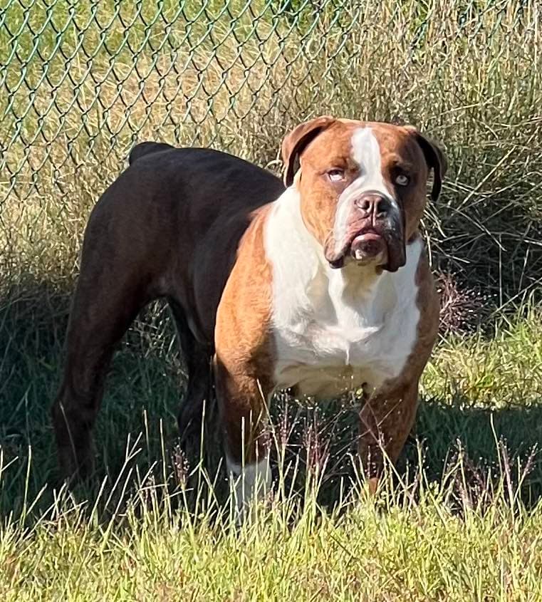 HCS Bulldogges Walter Jamison O'Dude
