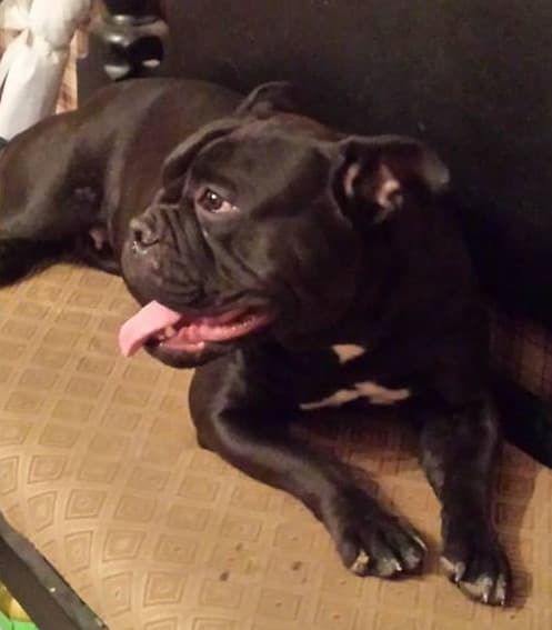Hillbully Majestic's Gracie