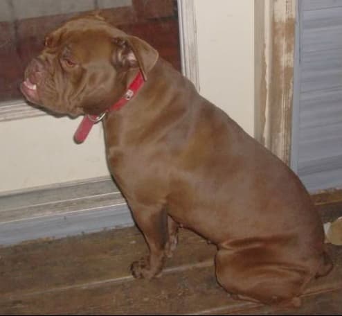 Majestic's Maizey