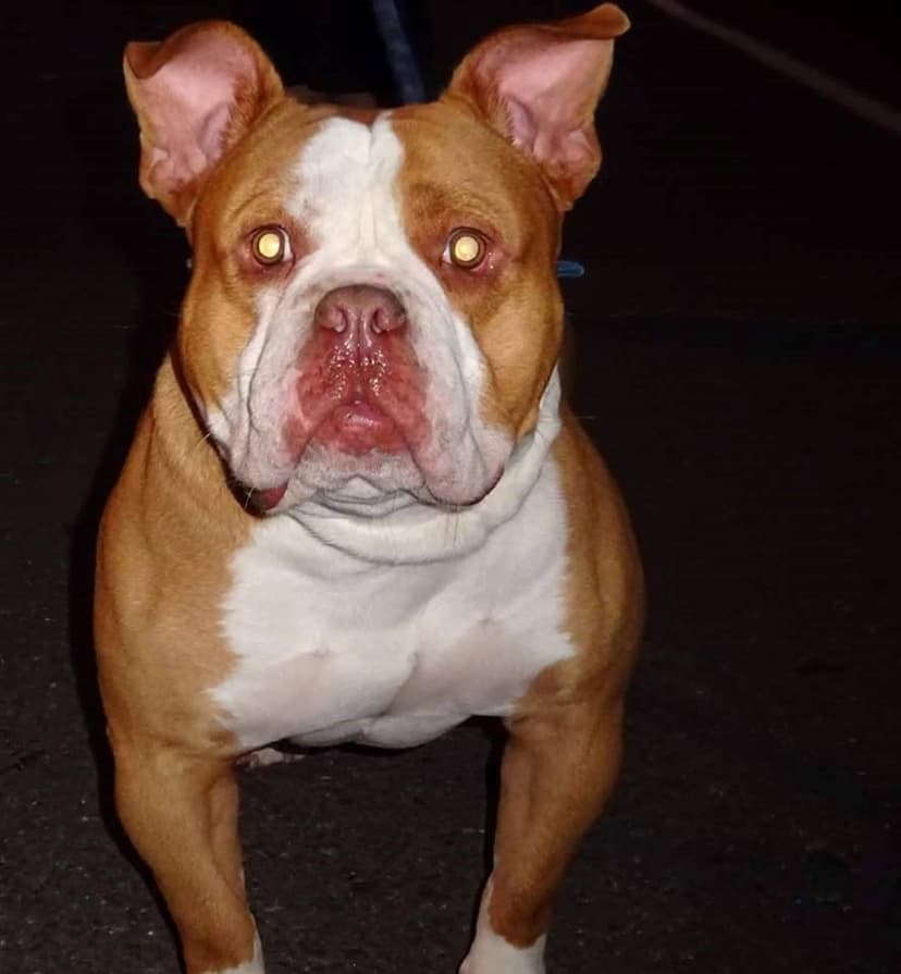 Olde School Bullys' Torrent Reign's Reddington