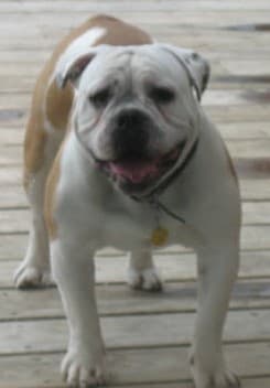 Pelto's Chuck