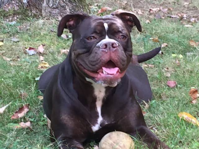 Power Bullies' Venus