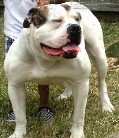Frei's Sampson