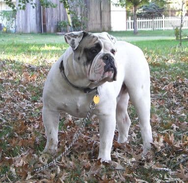 Sergeant Bullies' Mac Daddy