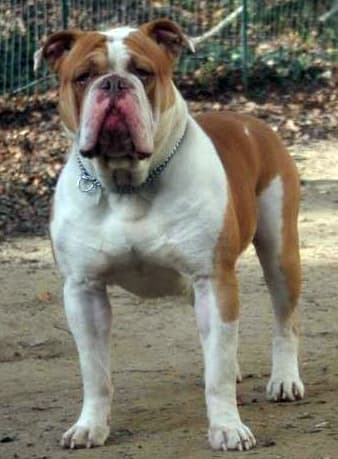 SYB Renegade