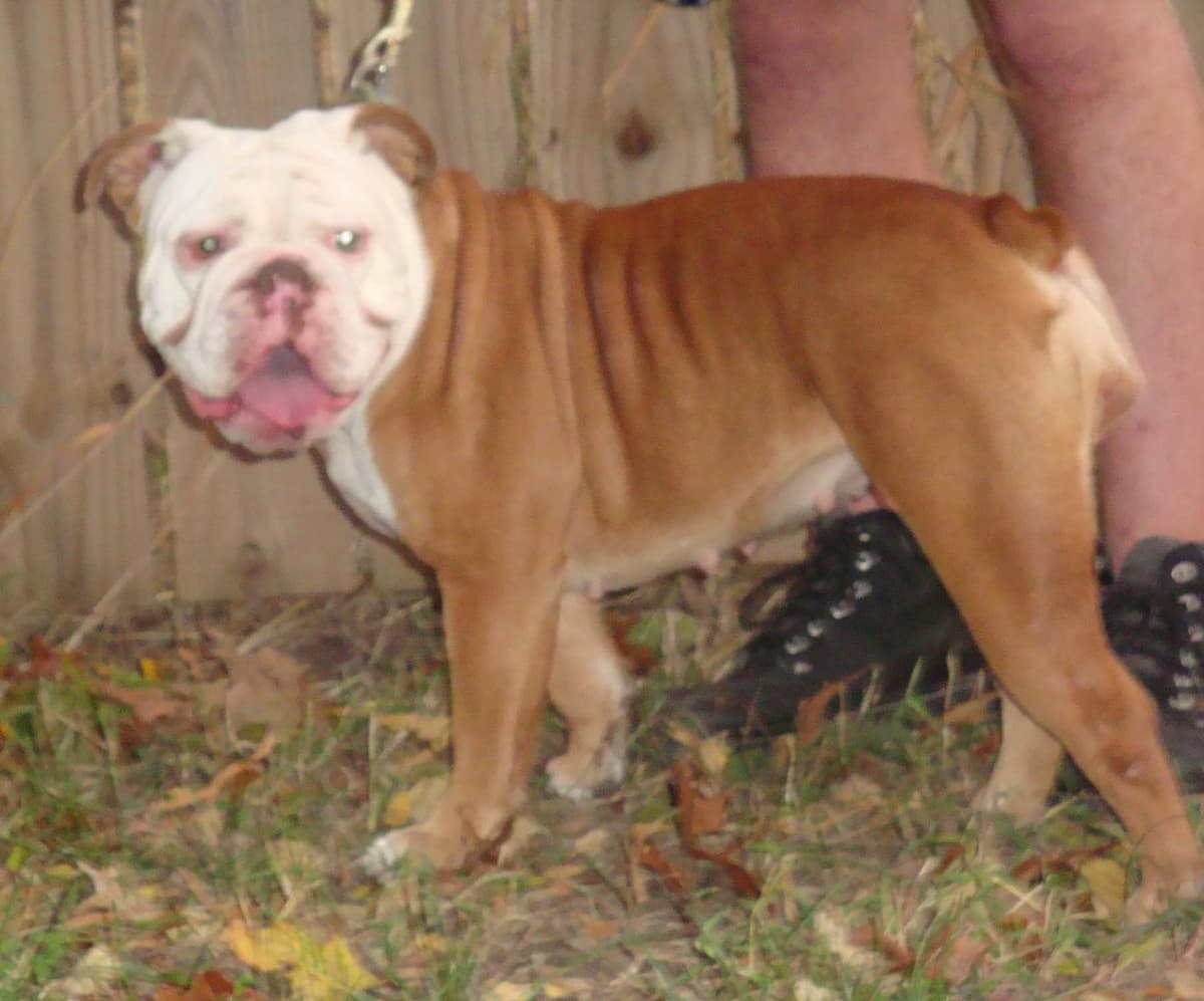 Stonehenge's Princess Jade's Envy of Beefy Bulldogges