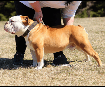 Abenakis Bulldogge C.C. Zeus