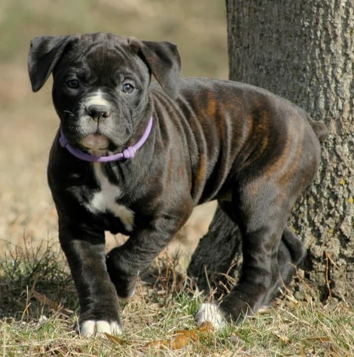 ABK Bulldogges' Santi