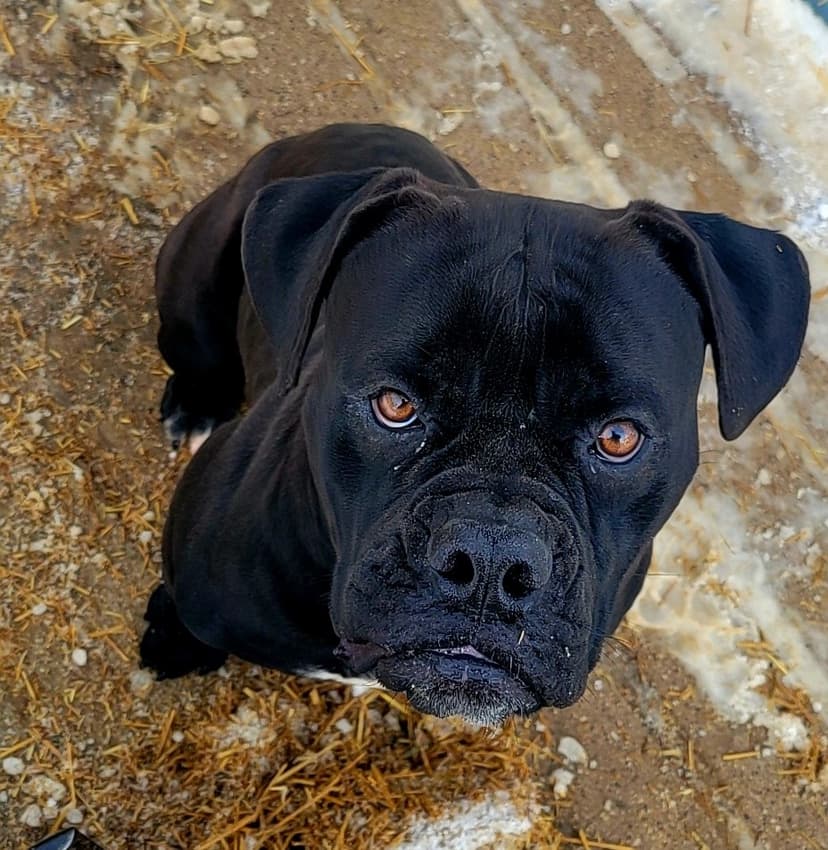 ABK Bulldogges' Onyx