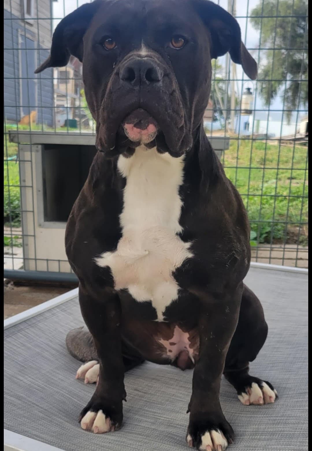 ABK Bulldogges' Blue Amber