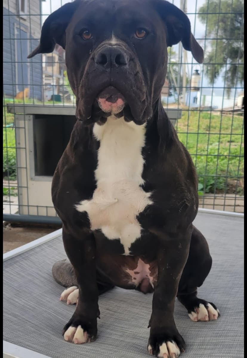 ABK Bulldogges' Blue Amber