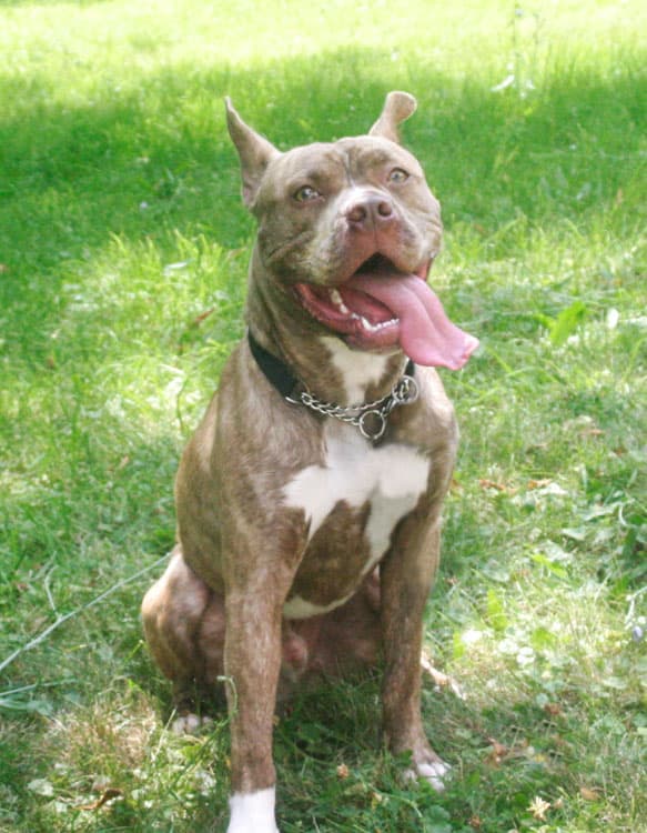 Alpha Canis Newry Von Eerlichaer