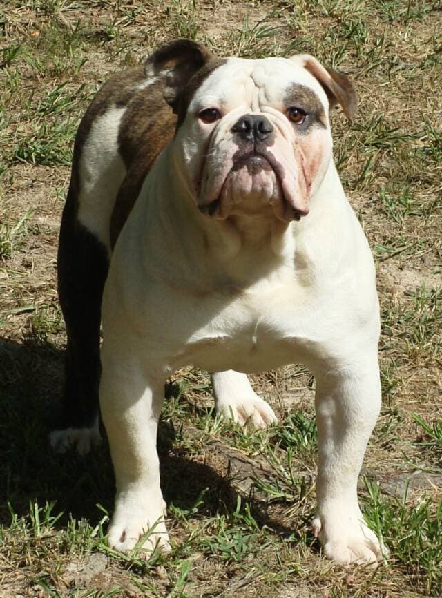 Alubulls' King 6 aka Kreature