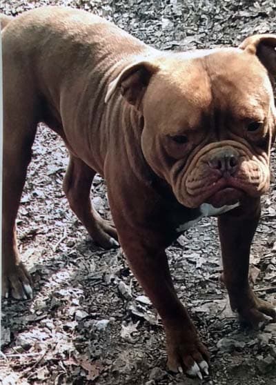 Alu Bulls Rusty