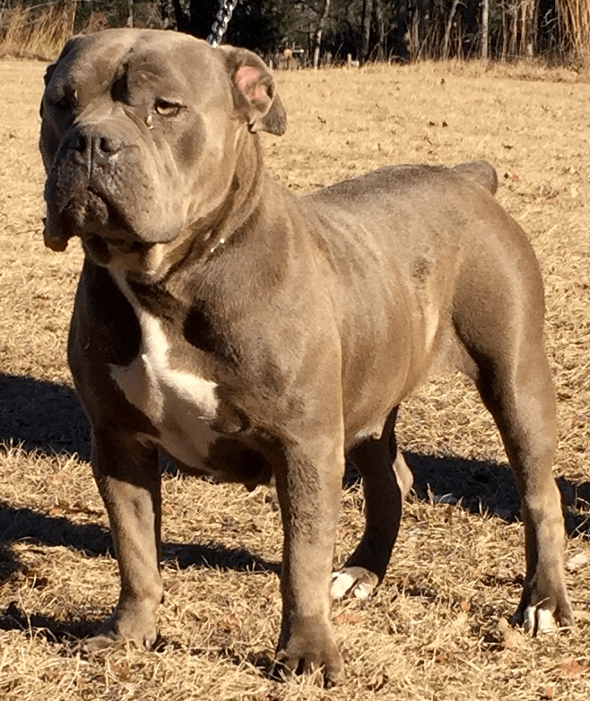 Anarchy's Chyna