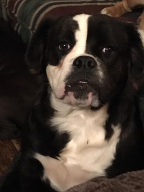 Anarchy's Gizmo's Perfection