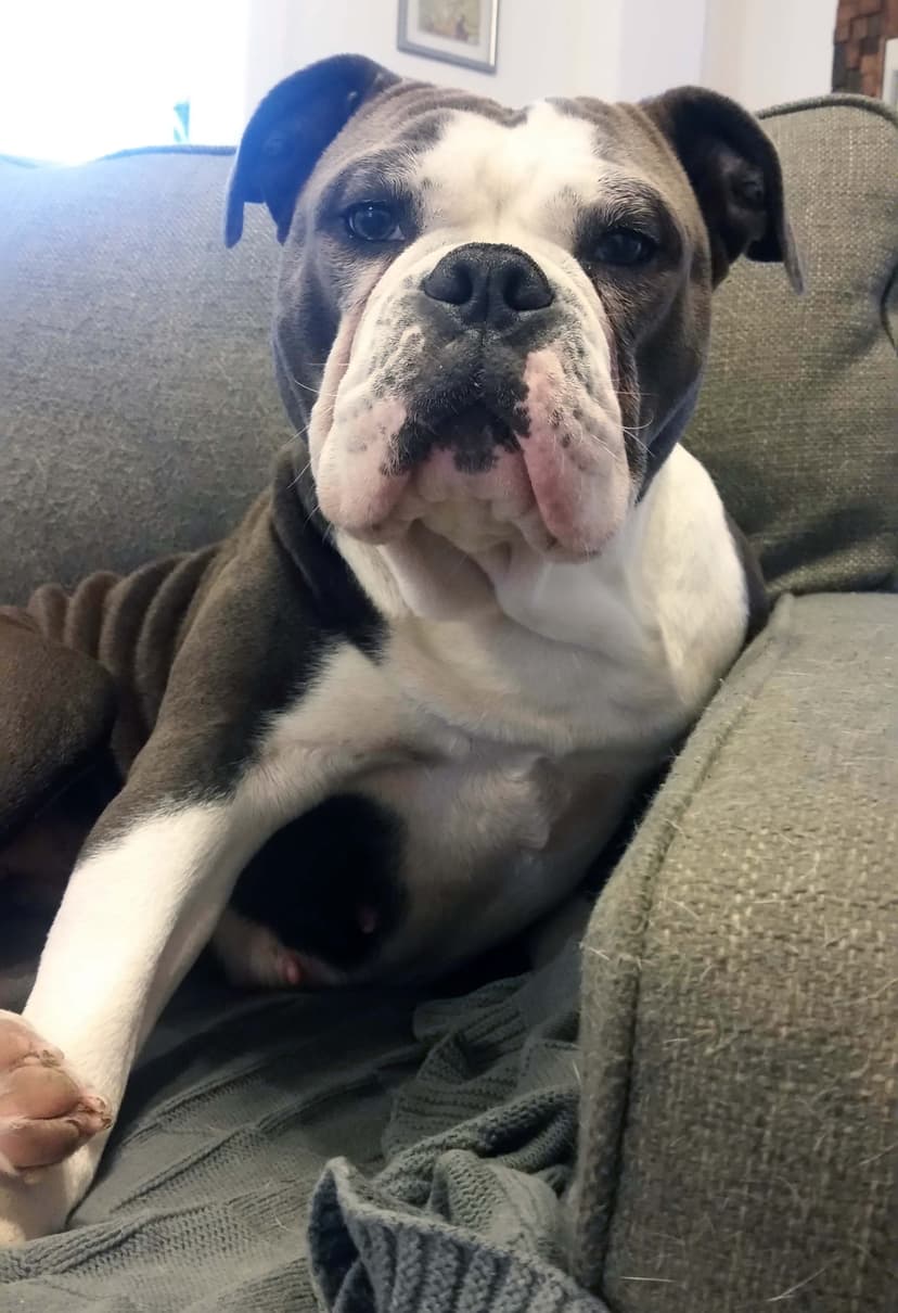 Anarchy's Maxie Belle Maney