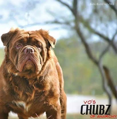 Anarchy's Opie of Goddogz