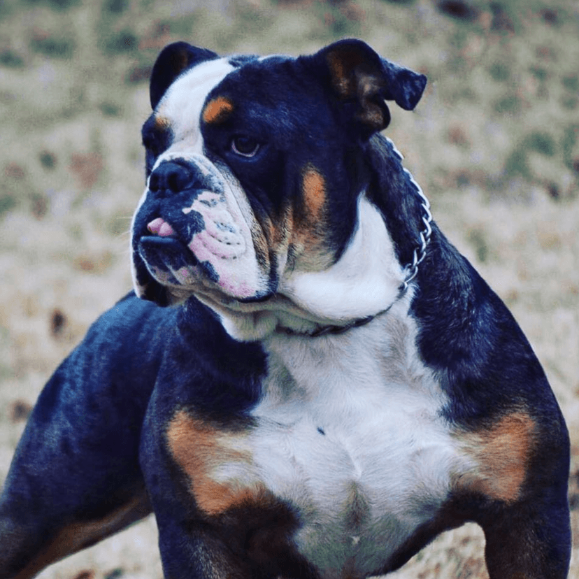 Anarchy's Ruger
