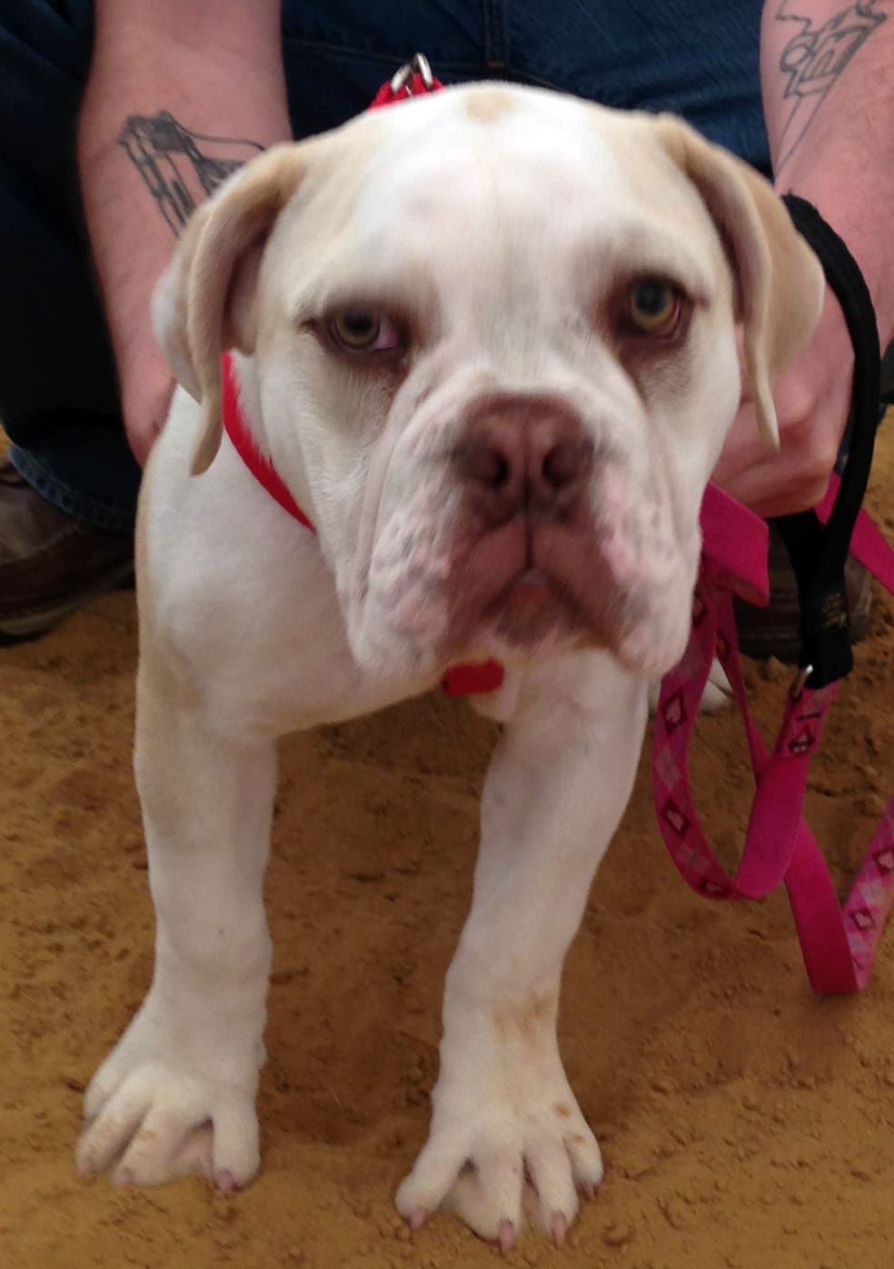 Aurora Sky of Olde Southern Bully