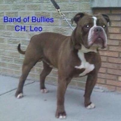 Bullenbeisser's Leonidas @ Band of Bullies