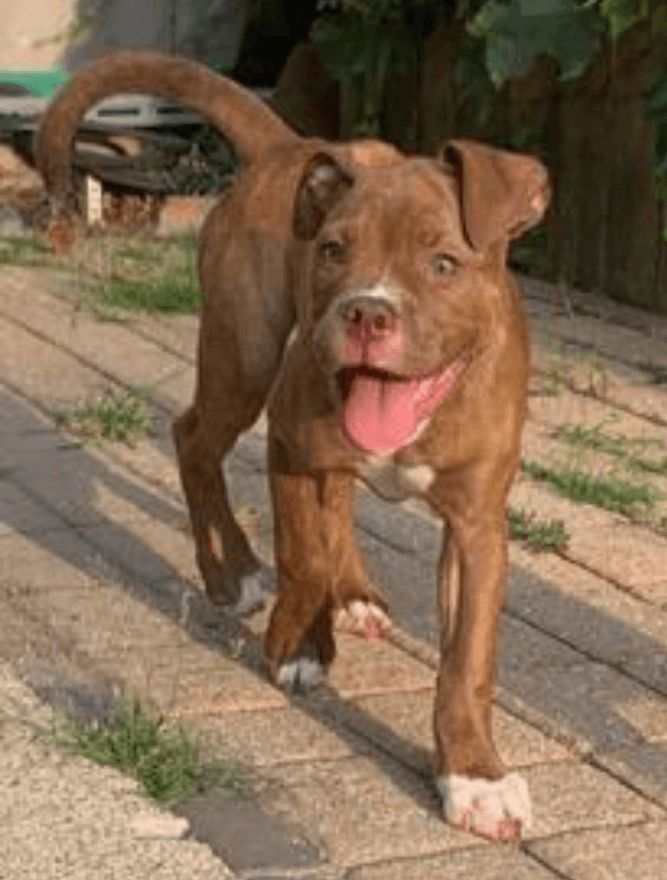 Band of Bullies' Stella Rose of Roja's Bulldogs