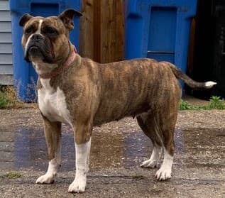 Band of Bullies' Xena