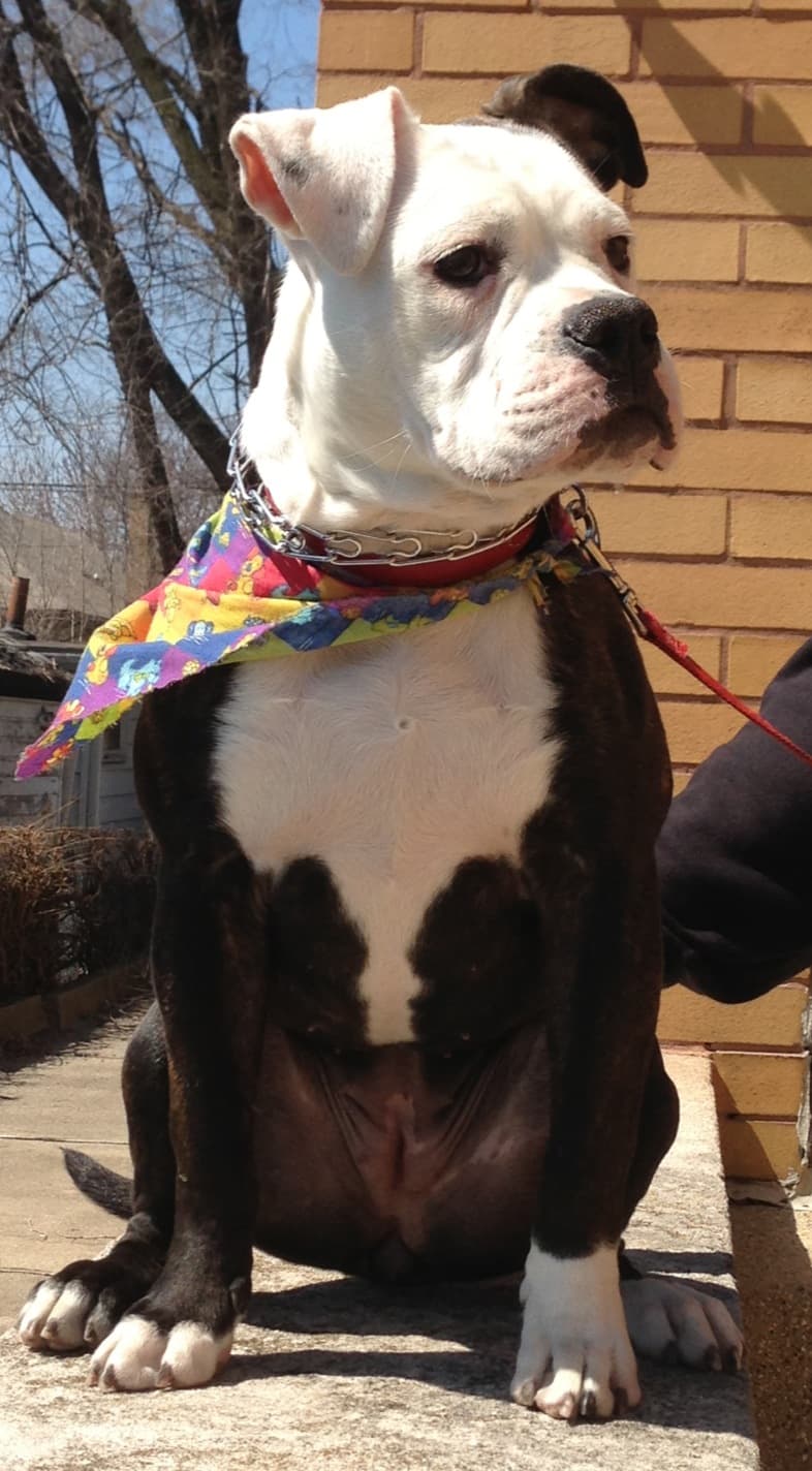 Band of Bullies' Zena Warrior