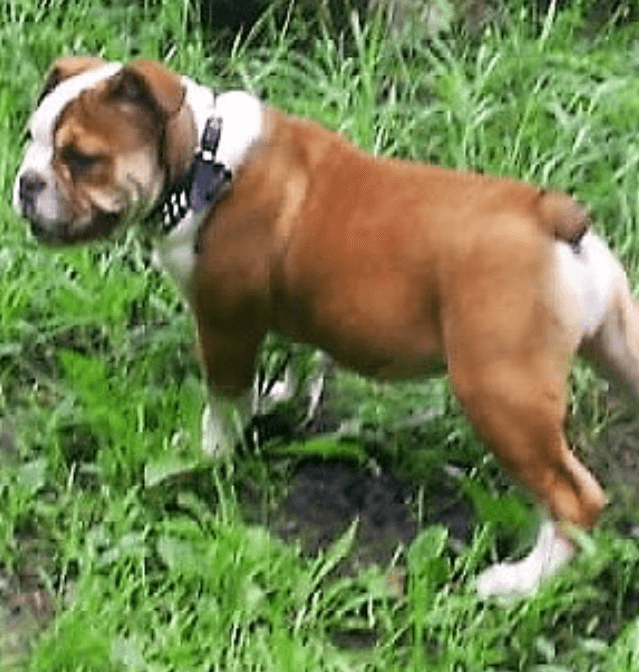 Barbarian's Bull Diesel @ Elliotthaus