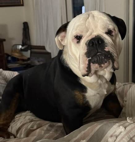 Barnes Fluffy Bulldoggies Little Wing