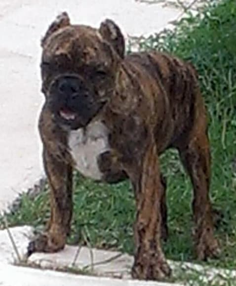Bar~None Bullies Chango